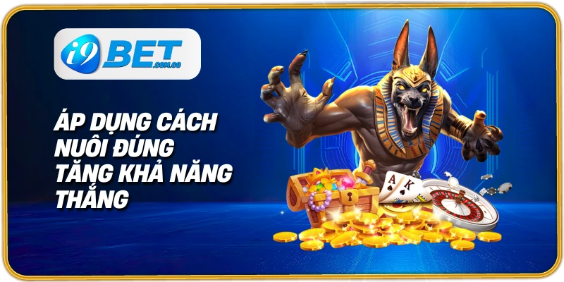 Áp dụng cách nuôi đúng tăng khả năng thắng